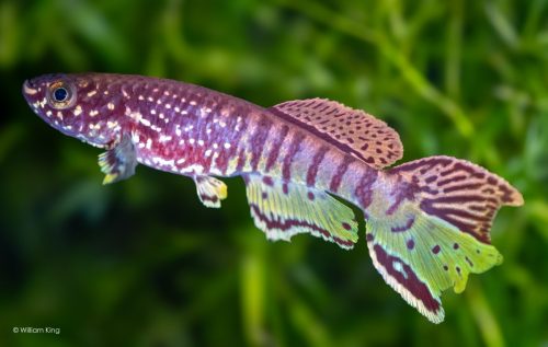 Fundulopanchax sjoestedti 'Niger delta' 