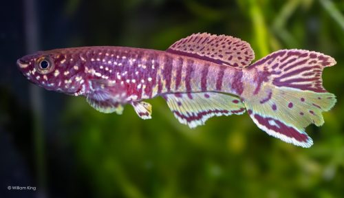 Fundulopanchax sjoestedti 'Niger delta' 