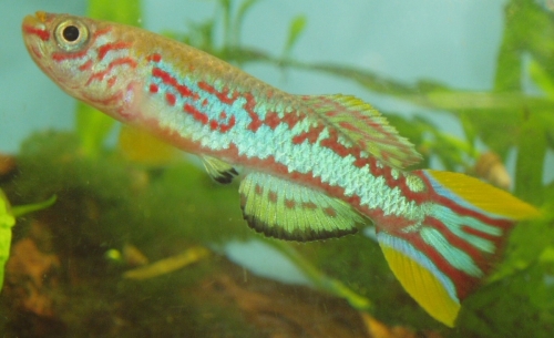 Fundulopanchax traudeae