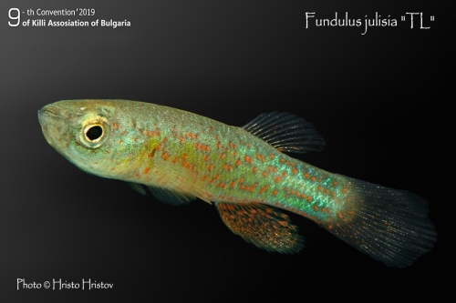 Fundulus