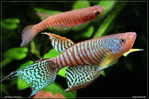 Gnatholebias zonatus Finca BBL-01-06 F1 pair