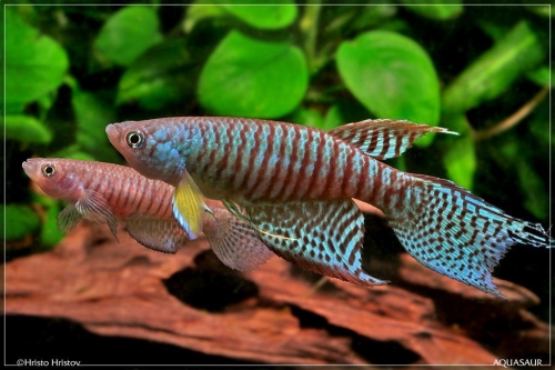 Gnatholebias