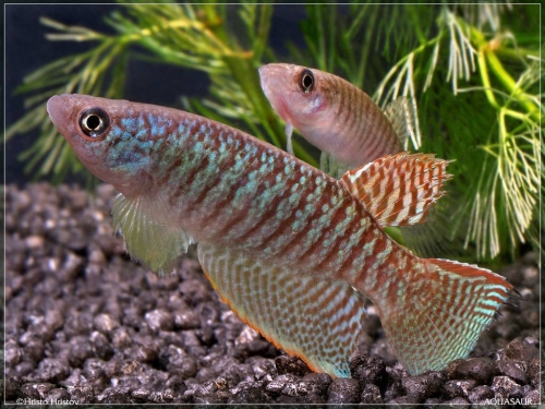 Gnatholebias zonatus Villavicencio pair