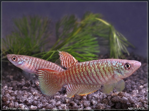 Gnatholebias zonatus Villavicencio pair