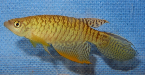 Gnatholebias zonatus ‘Villavicencio-Colombia'