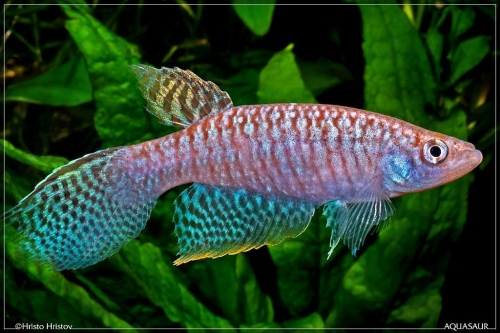 Gnatholebias zonatus