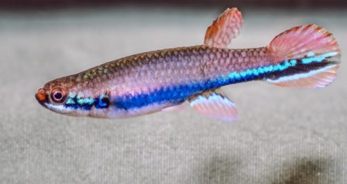 Laimosemion xiphidius