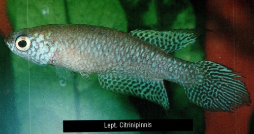 Leptopanchax
