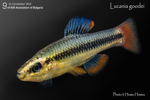 Lucania goodei Manatee springs Chiefland Fl