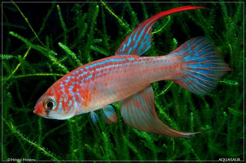 Maratecoara