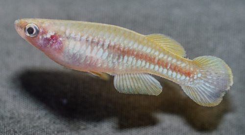 Micropanchax pumilus
