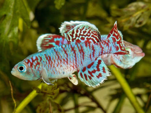 Nothobranchius eggersi Blue