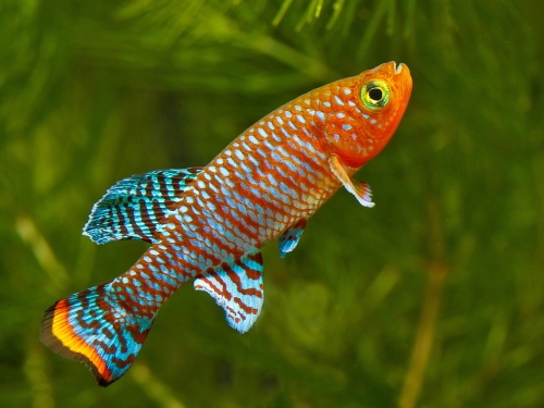 Nothobranchius rachovii