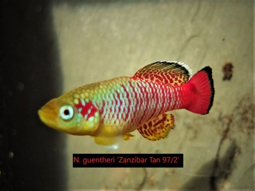 Pete Brown Nothobranchius