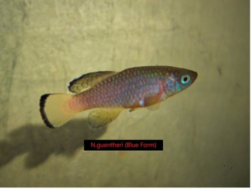 Nothobranchius guentheri blue