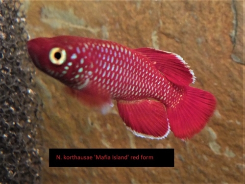 Nothobranchius korthause red
