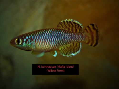 Nothobranchius korthause yellow