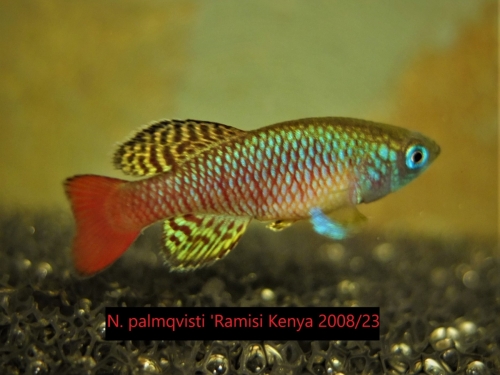 Nothobranchius palmqvisti "Ramisi-Kenya-2008-23"