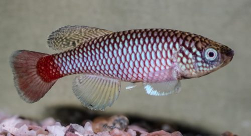 Nothobranchius KTZ 85-23