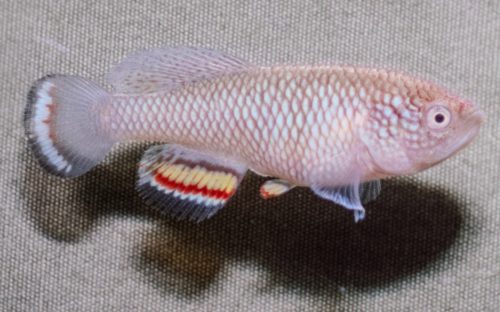 Nothobranchius chienpagola