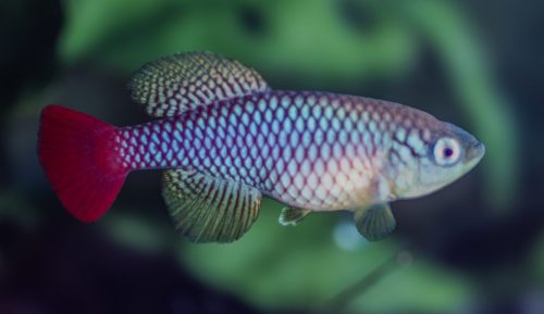 Nothobranchius foerschi