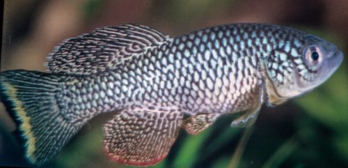 Nothobranchius furzeri