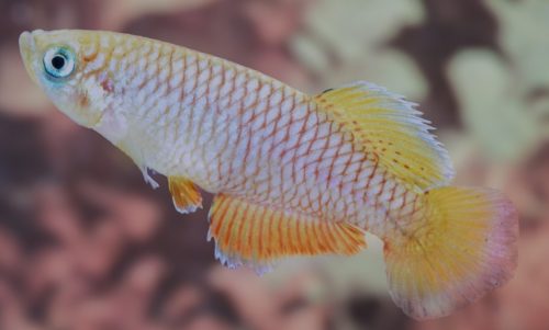 Nothobranchius janpapi 'Kwaraza'