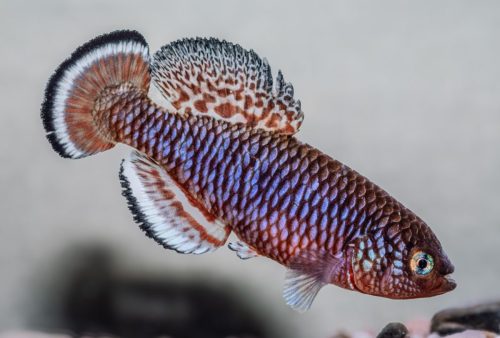 Nothobranchius KSF Blue