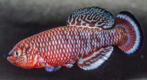 Nothobranchius KSF Red