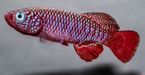 Nothobranchius KTZ 20