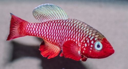 Nothobranchius cardinalis 'Mbwemkuru River' KTZ 85-28 (Tanzania)