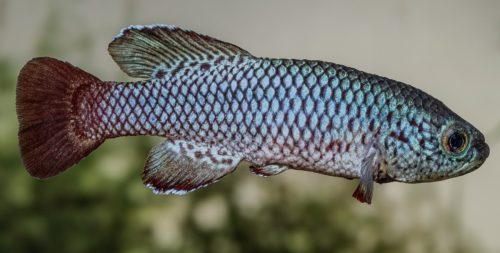 Nothobranchius kuntae