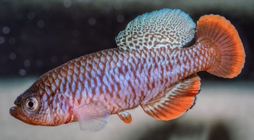 Nothobranchius kafuensis nega nega