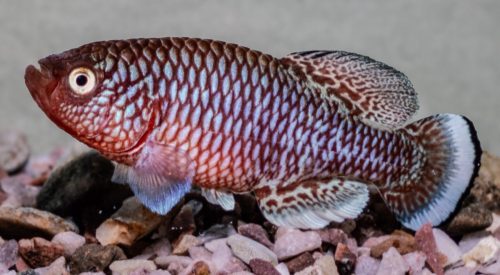 Nothobranchius kafuensis 'lochinvar'