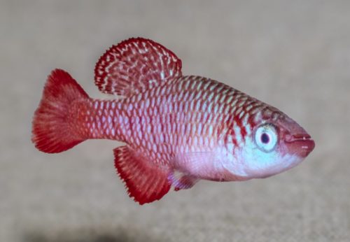 Nothobranchius willerti 'Mnanzini'