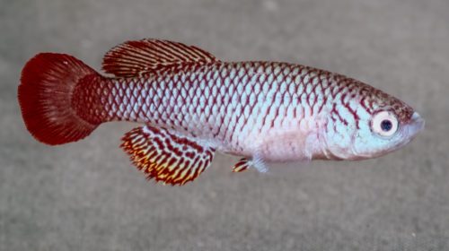 Nothobranchius Nigola Kisumo