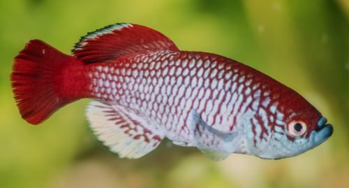 Nothobranchius derhami ‘Odienya’ K 86-9