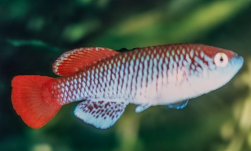 Nothobranchius TAN 93-13