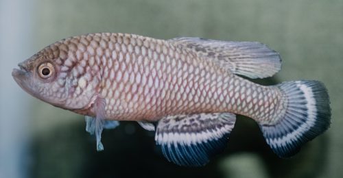 Nothobranchius tpygus 5