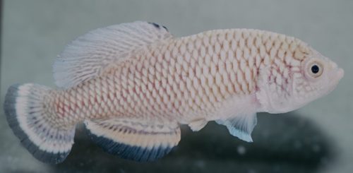 Nothobranchius tpygus 9