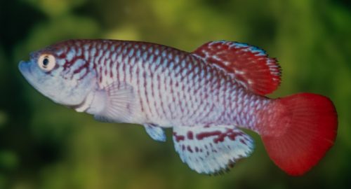 Nothobranchius Tan 93-16
