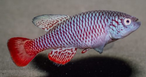 Nothobranchius wattersi U10 'Liwande'