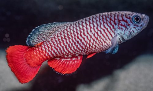 Nothobranchius cf kirki U8