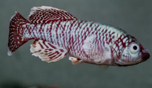 Nothobranchius eggersi red