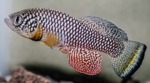 Nothobranchius furzeri