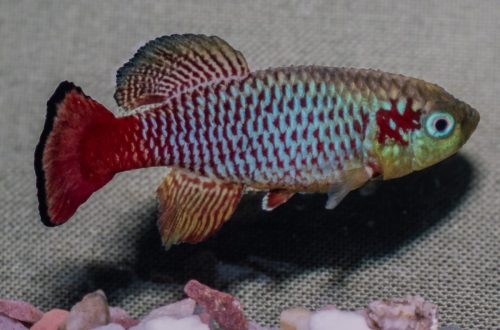 Nothobranchius guentheri