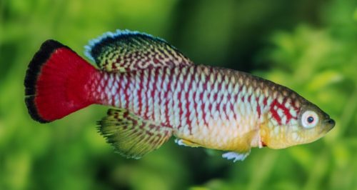 Nothobranchius guentheri