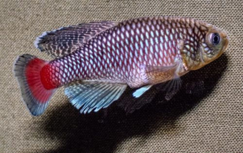 Nothobranchius jubbi jubbi