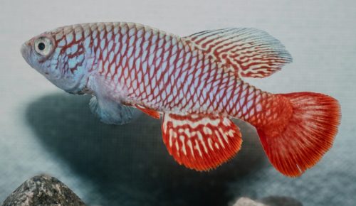 Nothobranchius kirkii U1
