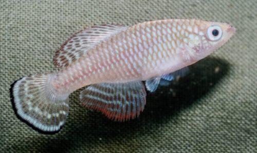Nothobranchius lourensi 